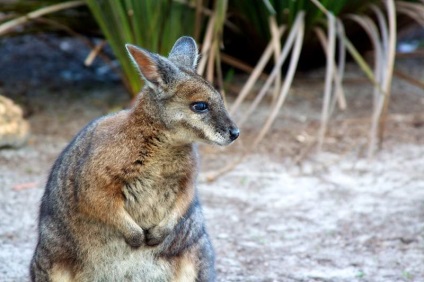 Kangaroo derby-au o relație cu sportul