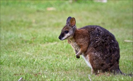 Kangaroo derby-au o relație cu sportul