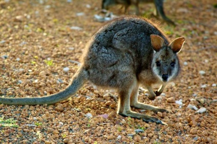 Kangaroo derby-au o relație cu sportul