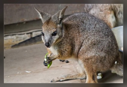 Kangaroo derby-au o relație cu sportul