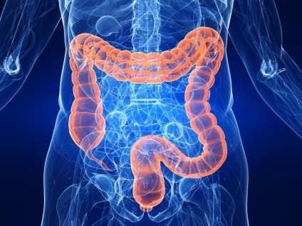 Ciclul de viață al dezvoltării parazitului intestinal al balantidiului intestinal (balantidium coli)