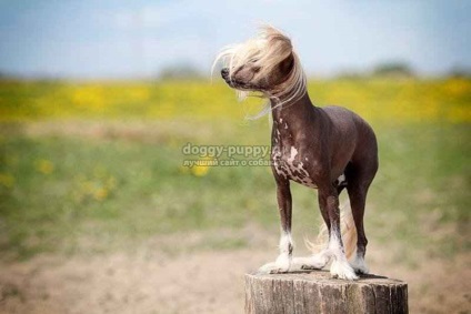 Chineză cocoșată fotografii, prețuri și caracteristici - faunei sălbatice