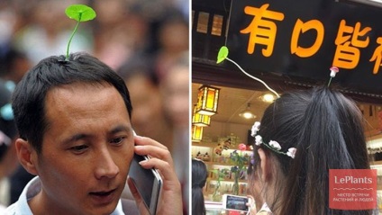 Китайці настільки люблять рослини, що носять їх на голові