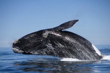 Bálna egy hal vagy egy állat (állat) Whale egy hal vagy állati