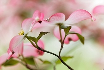 Dogwood - tulajdonságokat, közüzemi és az alkalmazás (tulajdonságok) Som - ingatlan javára alkalmazások