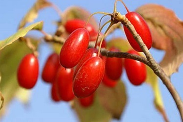 Dogwood - tulajdonságokat, közüzemi és az alkalmazás (öntjük termosz töltve) Som - ingatlan javára alkalmazások