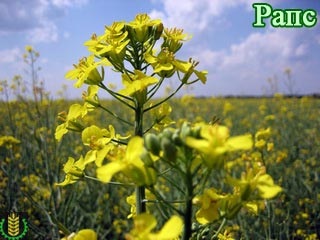 Osztályozása és típusú vetésforgó a mezőgazdaságban (faj) Osztályozása és típusú vetésforgó mezőgazdaságban