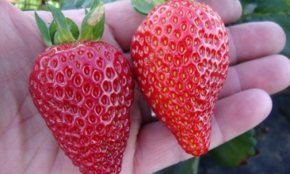 Strawberry Albion cultivare, îngrijire, răsaduri