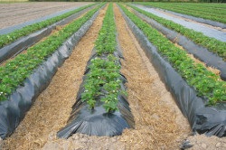 Strawberry Albion cultivare, îngrijire, răsaduri