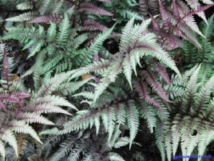 Athyrium nipponskoy - én szobanövények