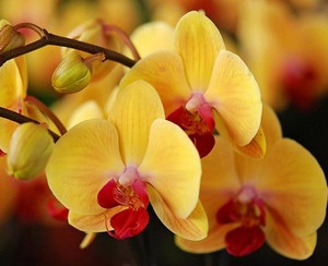 Când și cum să transplantați orhideea Phalaenopsis sau un copil acasă, după cumpărare