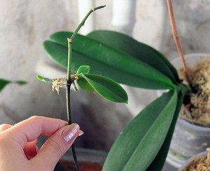 Mikor és hogyan kell átültetni az orchideát Phalaenopsis vagy Babe otthon megvásárlása után