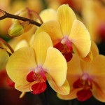 Mikor és hogyan kell átültetni az orchideát Phalaenopsis vagy Babe otthon megvásárlása után