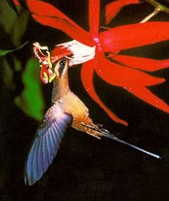 Colibri, colibri cu peri colibri, aripi care plutesc, zboară cu colibri, hrănește suc de flori nectar,