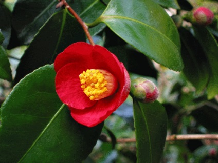 Camera de flori camellia de îngrijire la domiciliu