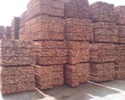 Komofloor - порода деревини меранті