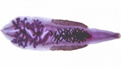 Cat métely (trematode szibériai) tünetei, kezelése, fotók