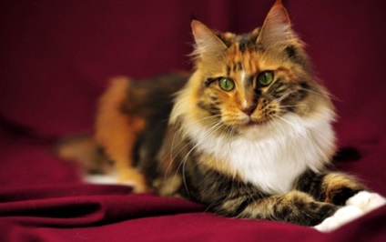 Кішка - це домашній фізіотерапевтичний прилад, one of lady - журнал для жінок