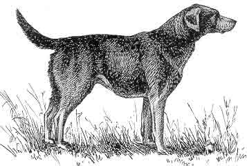 Костромські гончаки - опис, походження, картинки собак, собаки