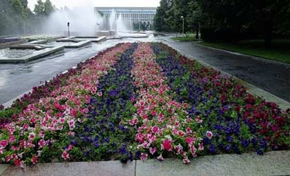 Paturi de flori frumoase de petunias sunt patru moduri originale de a crea