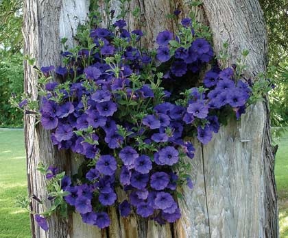 Paturi de flori frumoase de petunias sunt patru moduri originale de a crea