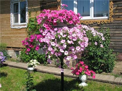 Paturi de flori frumoase de petunias sunt patru moduri originale de a crea