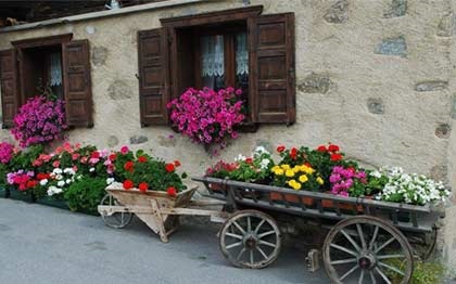 Paturi de flori frumoase de petunias sunt patru moduri originale de a crea