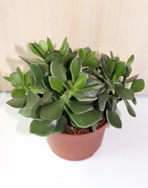 Crassula, copac de bani - crassula