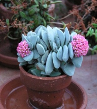 Crassula, ápolási otthon