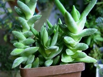 Crassula, ápolási otthon