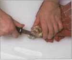 Короткий довідник голодного дайвера як чистити молюсків