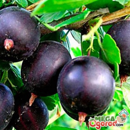 Gooseberries, grijă nesănătoasă și particularități ale soiurilor