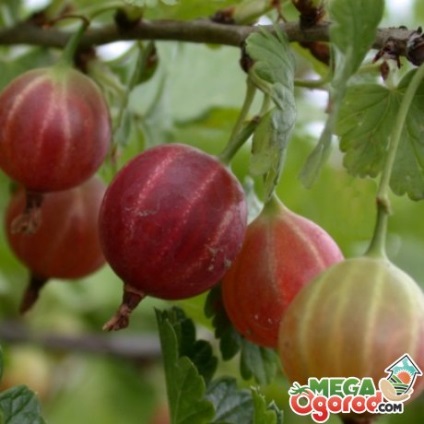 Gooseberries, grijă nesănătoasă și particularități ale soiurilor
