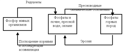 Кругообіг фосфору - студопедія