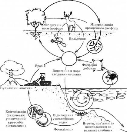 Кругообіг кисню, круговорот азоту, круговорот фосфору - основи екології