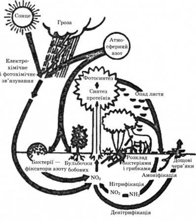 Кругообіг кисню, круговорот азоту, круговорот фосфору - основи екології