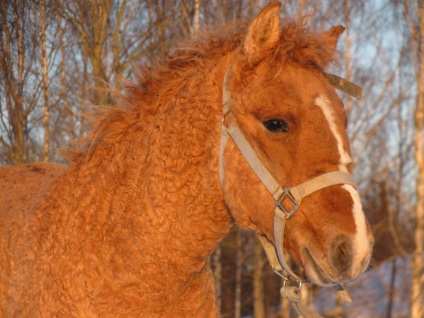 Curly Transbaikalian cal fotografie și video, descriere și caracteristici