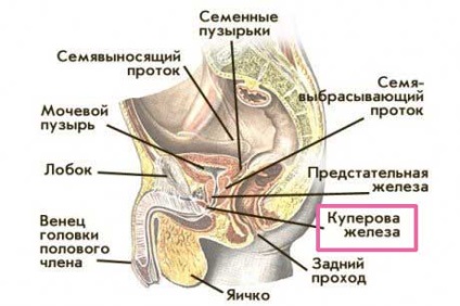 Куперит у чоловіків, причини, симптоми, лікування