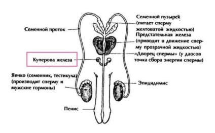 Куперит у чоловіків, причини, симптоми, лікування