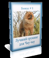 Курс дресирування чау-чау в домашніх умовах