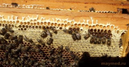 méz kardiovaszkuláris betegségek, a májusi méz