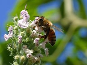 Kezelés pollen májbetegségek
