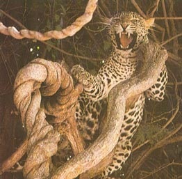 Leoparzi și Panterele