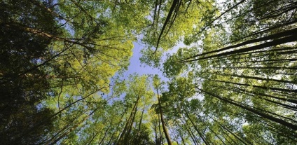 Лісова декларація в 2017 році зразок заповнення, інструкція з оформлення, термін і порядок подачі