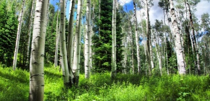 Forest декларация през 2017 г. за пълнене, регистрация на потребители, времето и редът за подаване