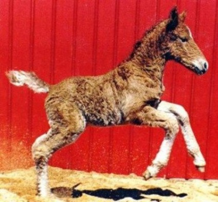 Calul rasei American bashkir fotografie, descriere, istoria de origine