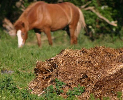 Кінь - коні - навіщо коні їдять гній і насклько це небезпечно