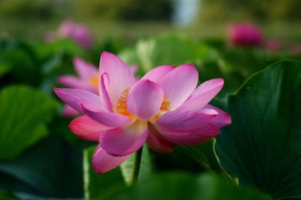 Descrierea nucului de lotus, varietăți, utilizare, cultivare
