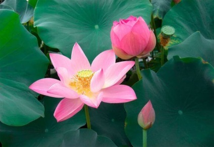 Descrierea, cultivarea, îngrijirea, fotografia și videoclipul nucului de lotus