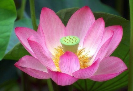 Descrierea, cultivarea, îngrijirea, fotografia și videoclipul nucului de lotus